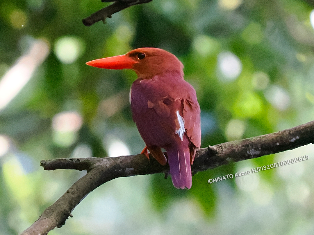 リュウキュウアカショウビン