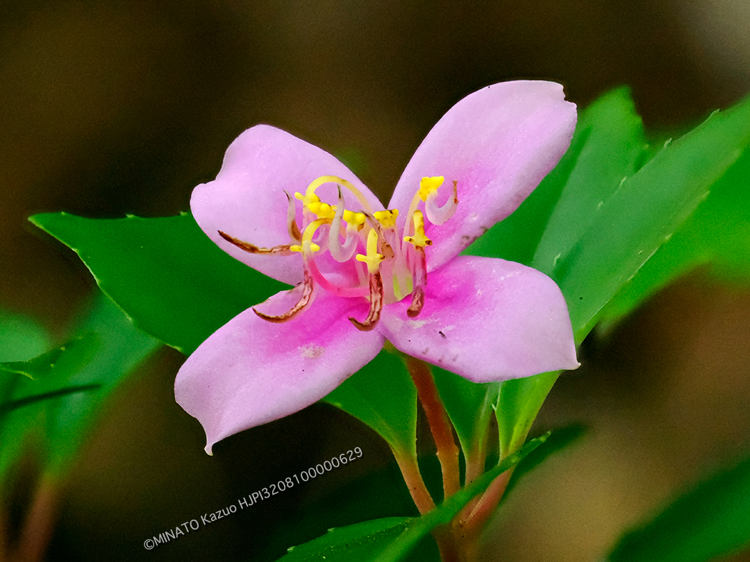 コバノミヤマノボタン
