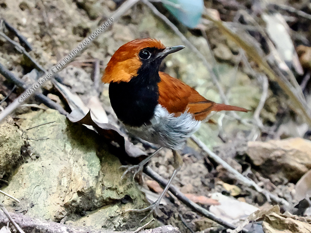 ホントウアカヒゲ雄