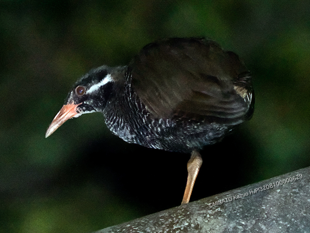ヤンバルクイナ