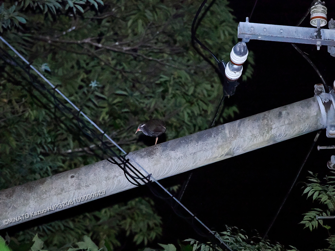 ヤンバルクイナ