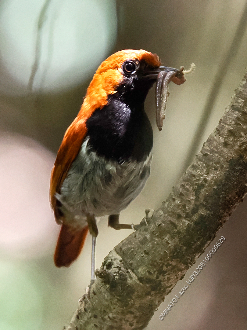 ホントウアカヒゲ雄