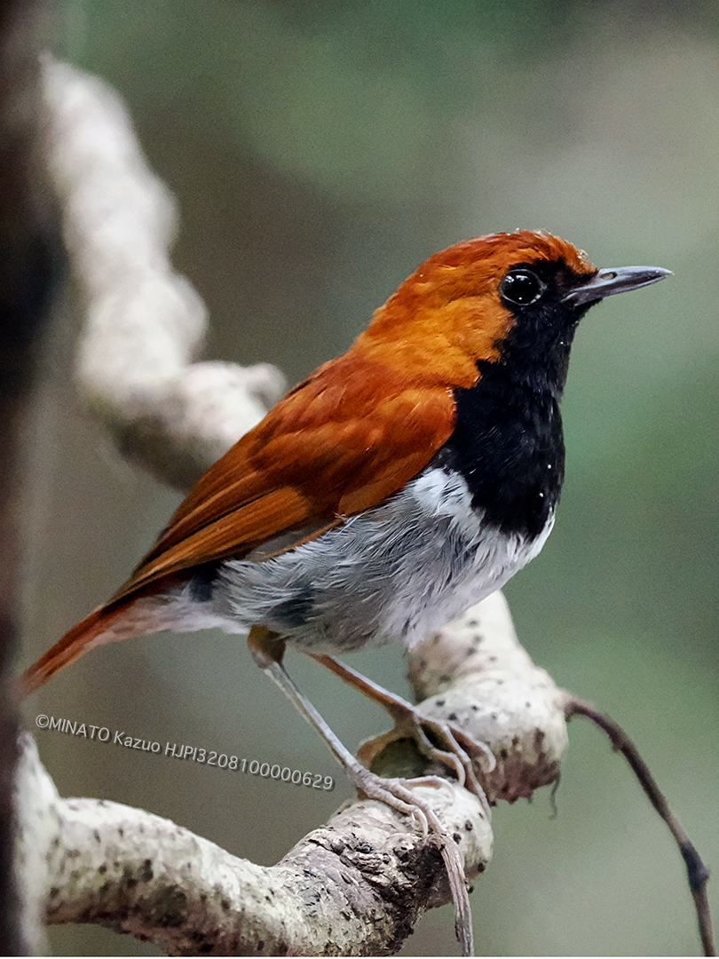 ホントウアカヒゲ雄