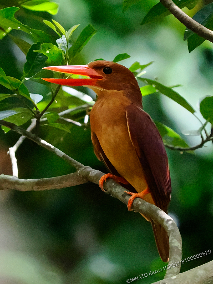 リュウキュウアカショウビン