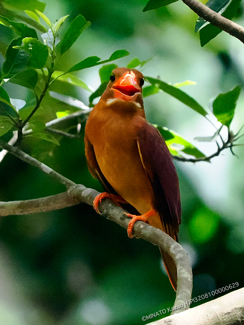 リュウキュウアカショウビン