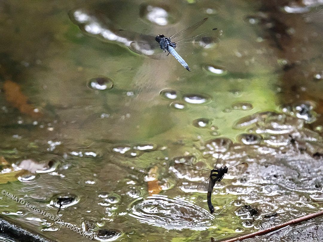 オオシオカラトンボ産卵