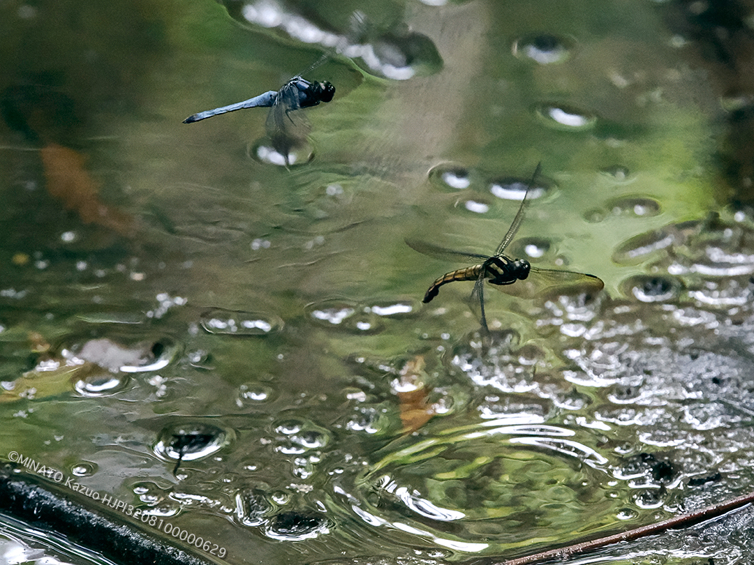 オオシオカラトンボ産卵