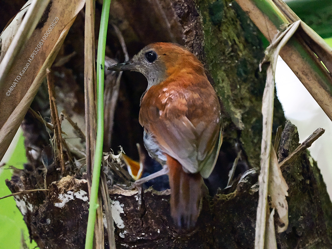 ホントウアカヒゲ繁殖