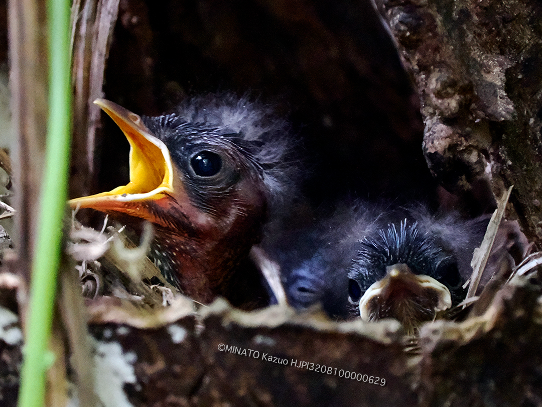 ホントウアカヒゲ雛