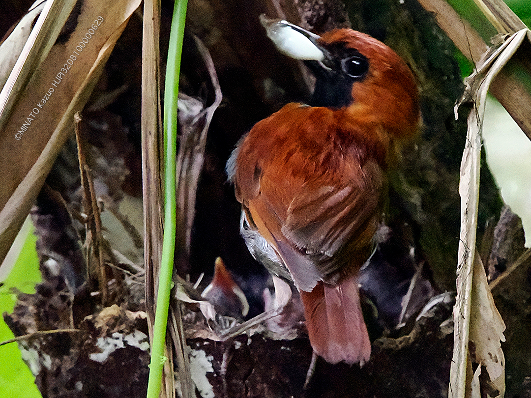 ホントウアカヒゲ繁殖