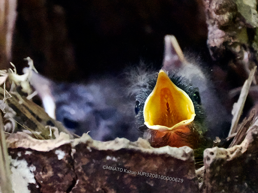 ホントウアカヒゲ雛