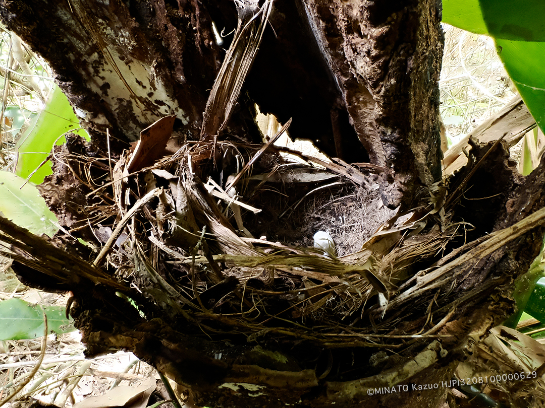 ホントウアカヒゲ巣
