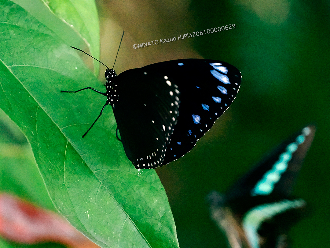 マルバネルリマダラ