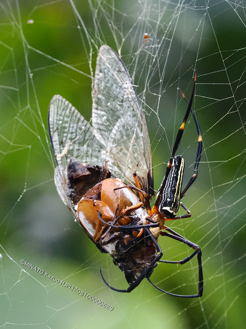 オオジョロウグモ