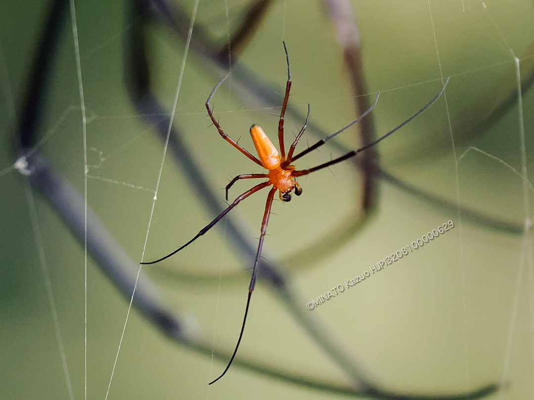 オオジョロウグモ雄
