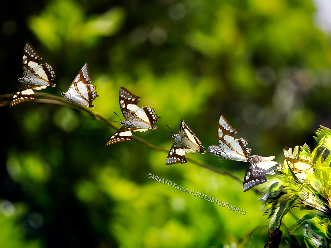 フタオチョウ（7コマ合成）