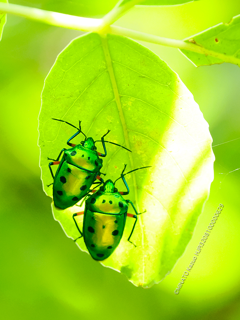 ナナホシキンカメムシ