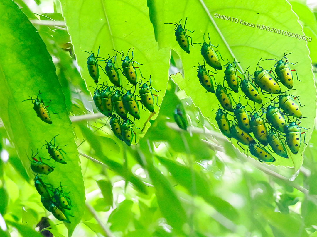 ナナホシキンカメムシ