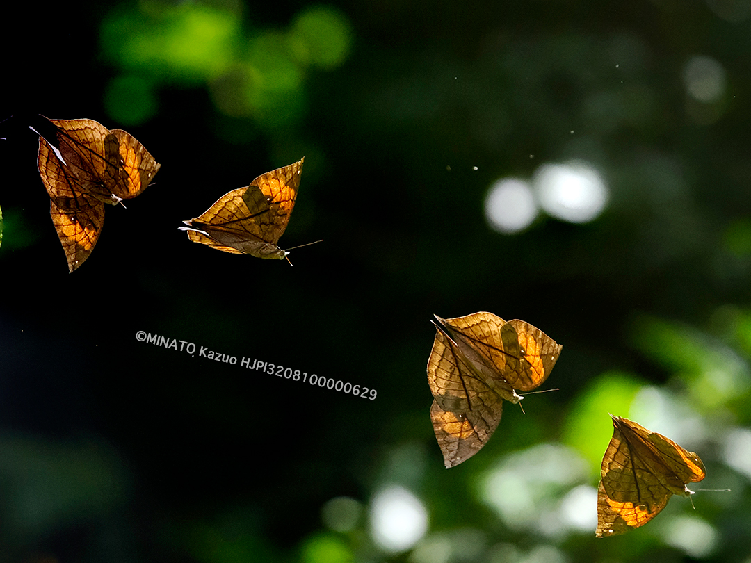 コノハチョウ（4000mm相当撮影）