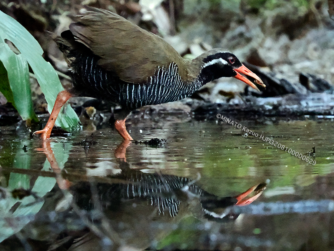 ヤンバルクイナ