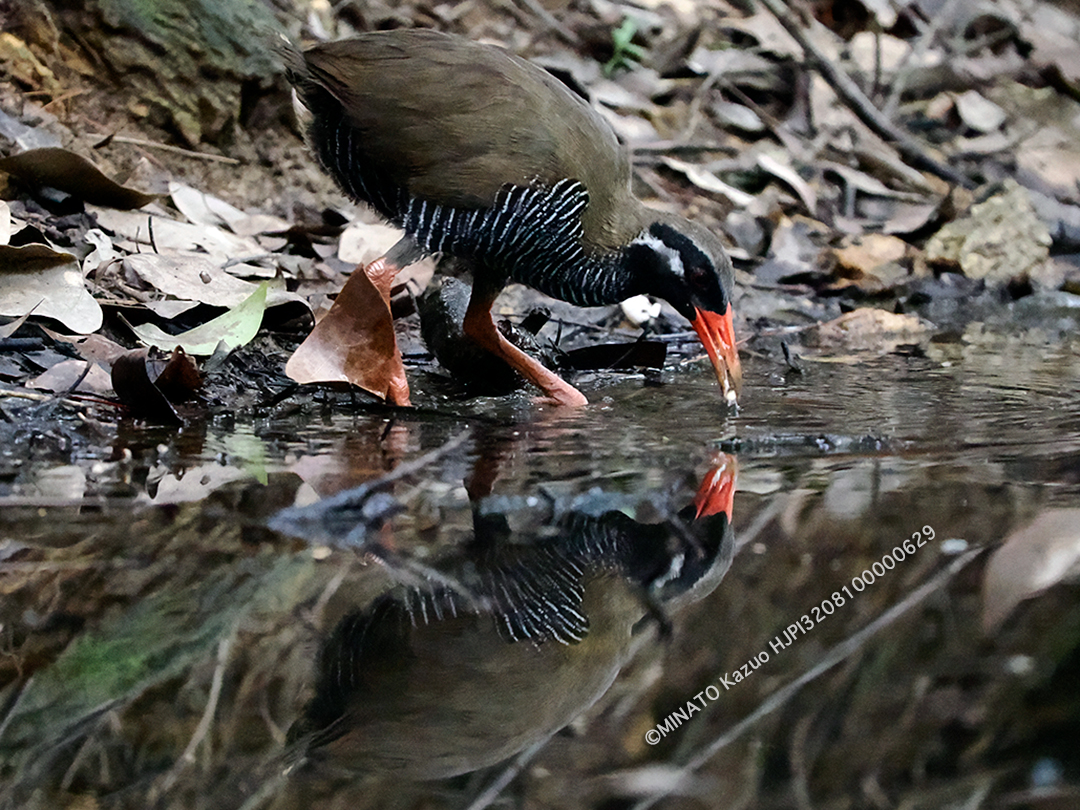 ヤンバルクイナ