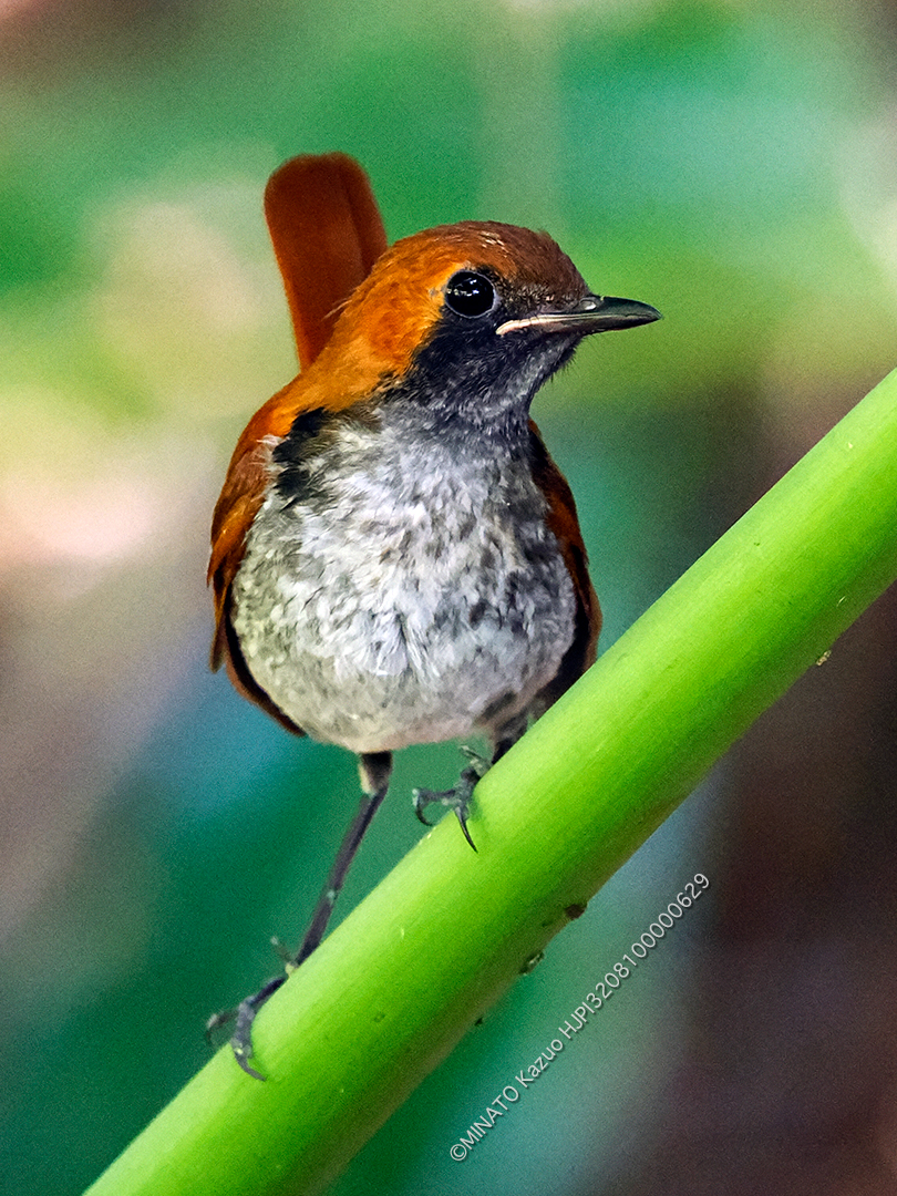 ホントウアカヒゲ雄幼鳥