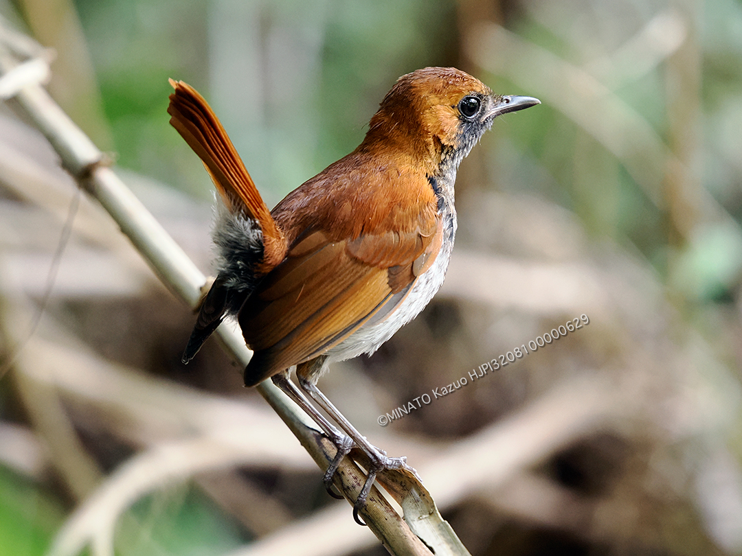 ホントウアカヒゲ雄幼鳥
