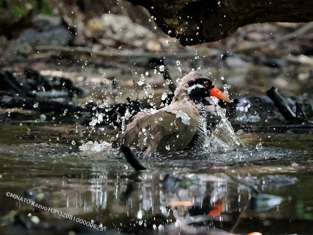 ヤンバルクイナ