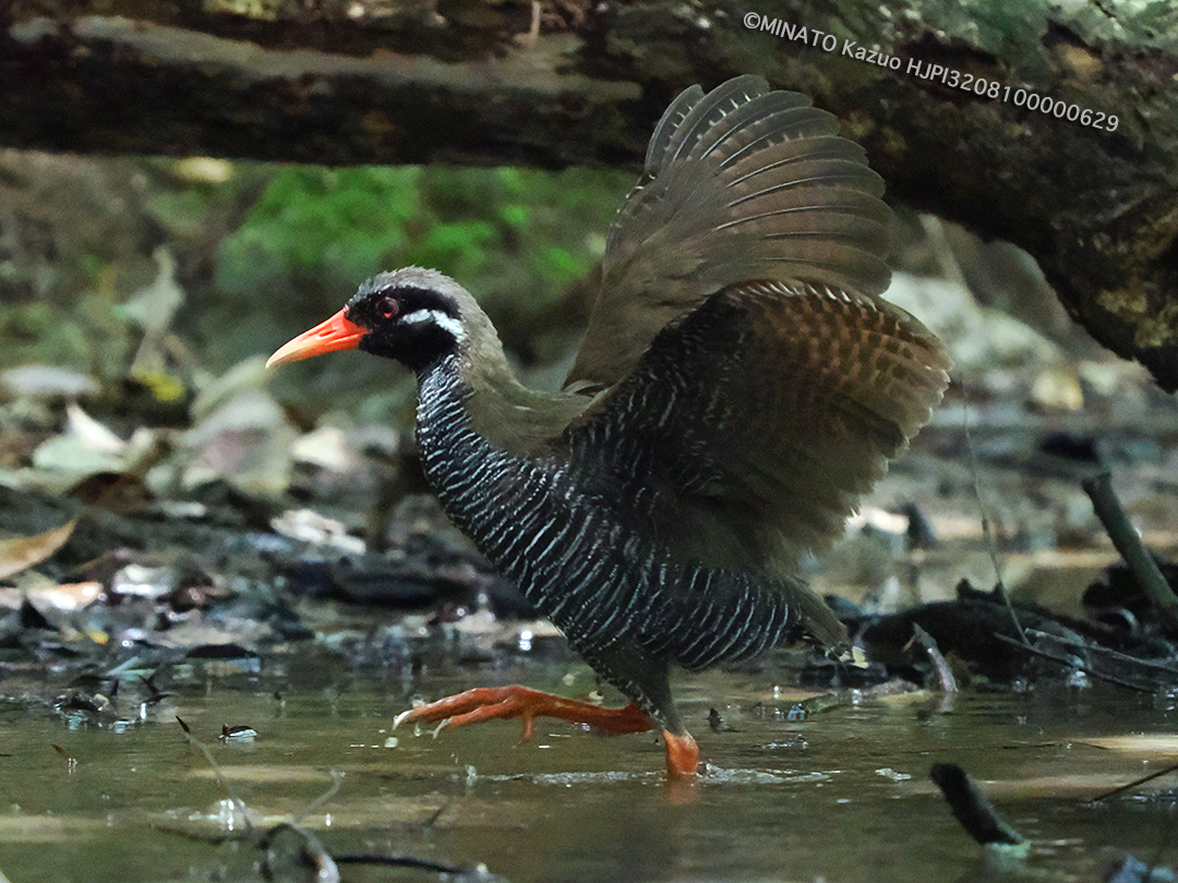 ヤンバルクイナ