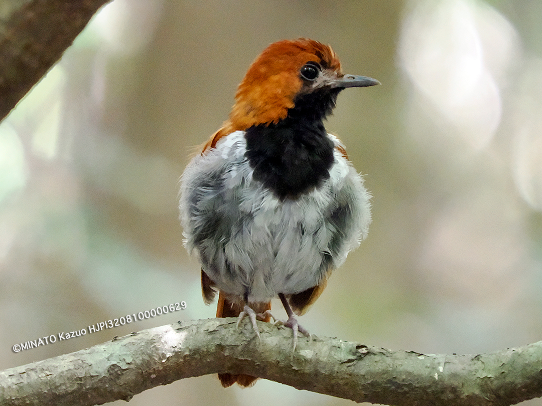 ホントウアカヒゲ雄若鳥