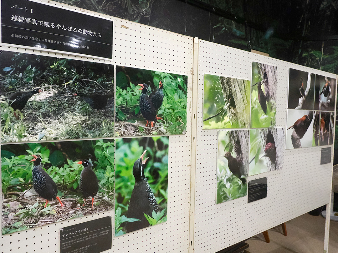 湊和雄やんばる写真展