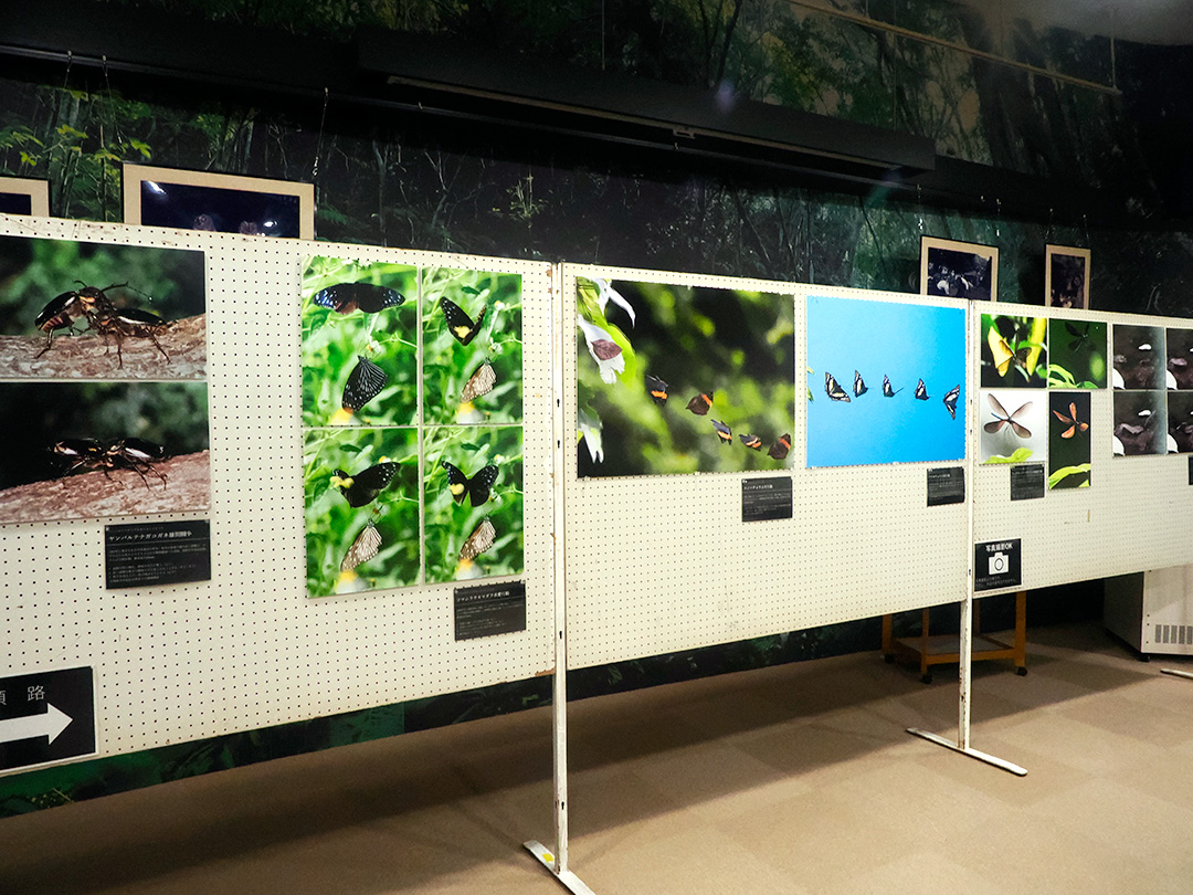 湊和雄やんばる写真展