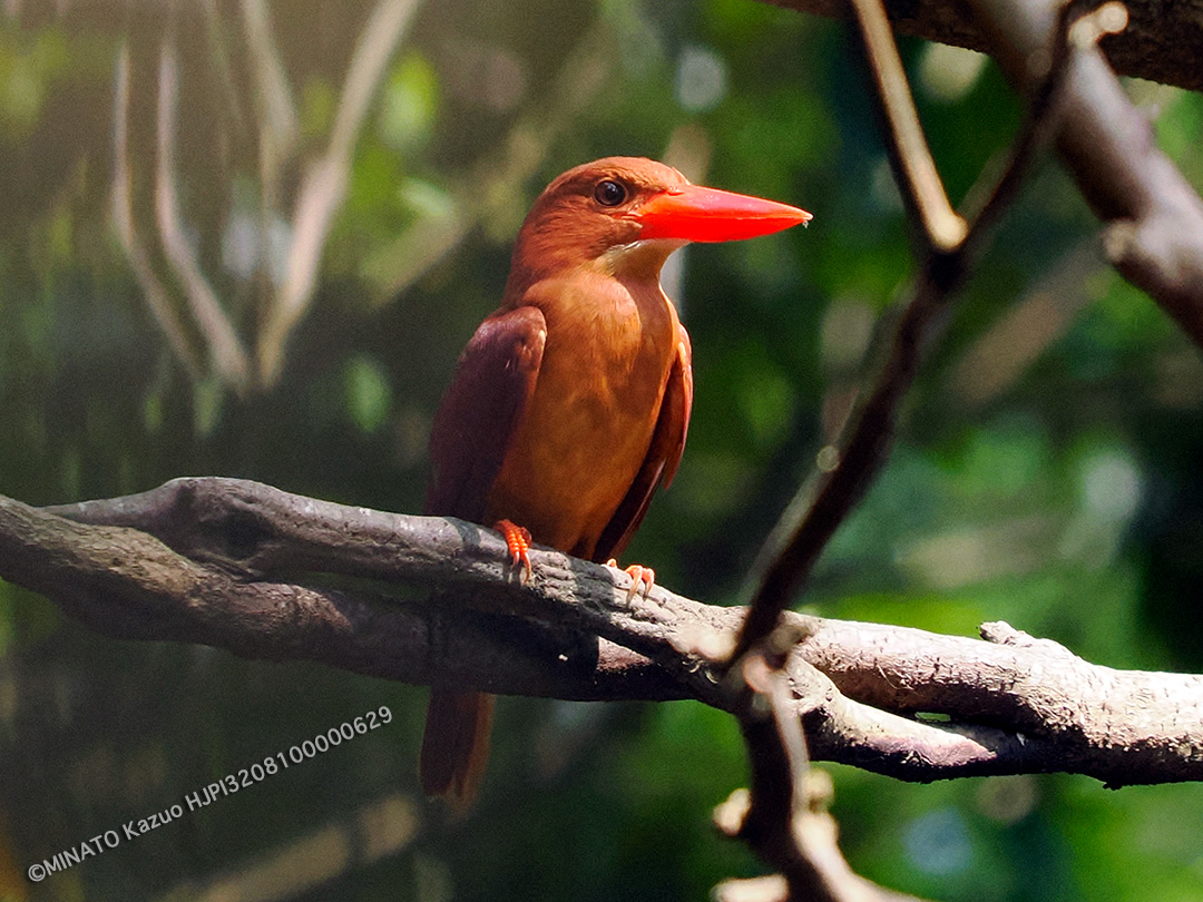 リュウキュウアカショウビン