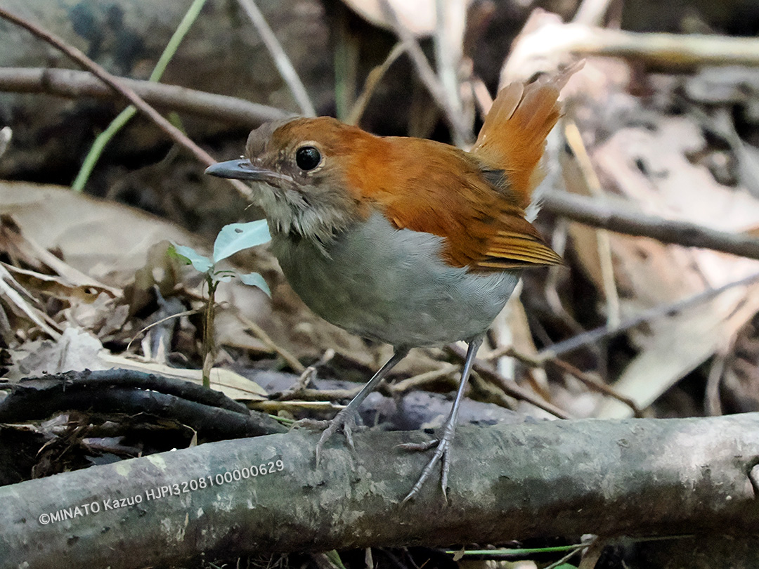 ホントウアカヒゲ