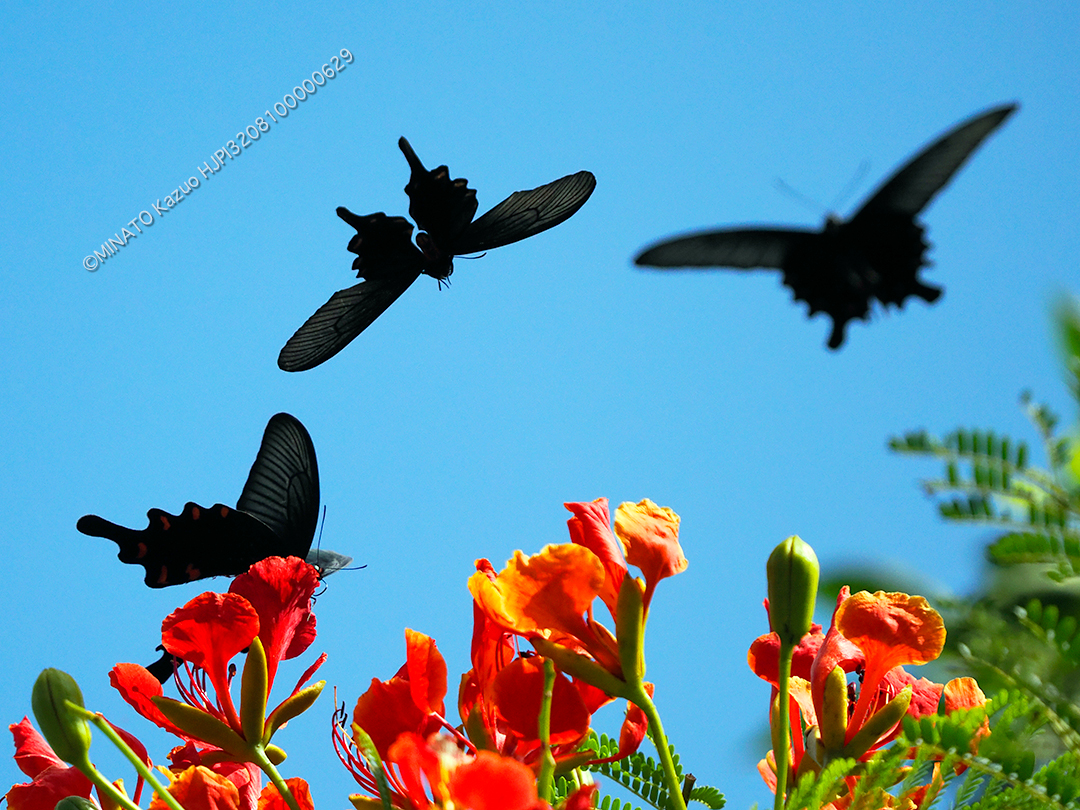 ジャコウアゲハ