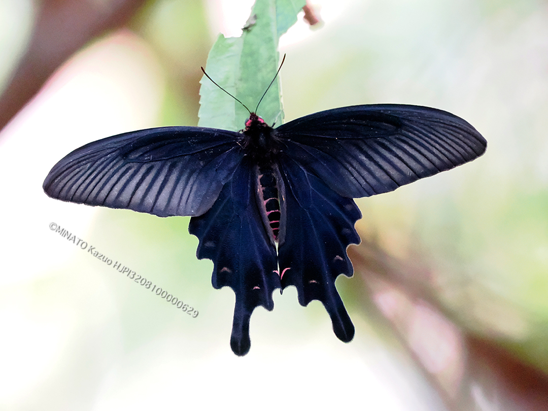 ジャコウアゲハ