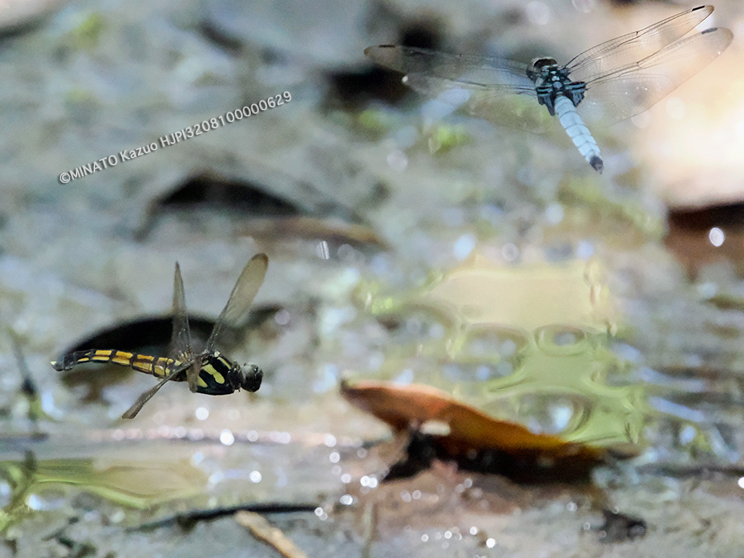 オオシオカラトンボ産卵