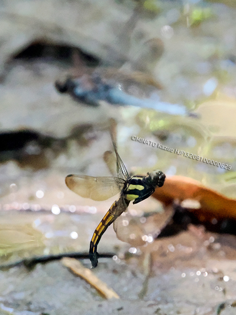 オオシオカラトンボ産卵