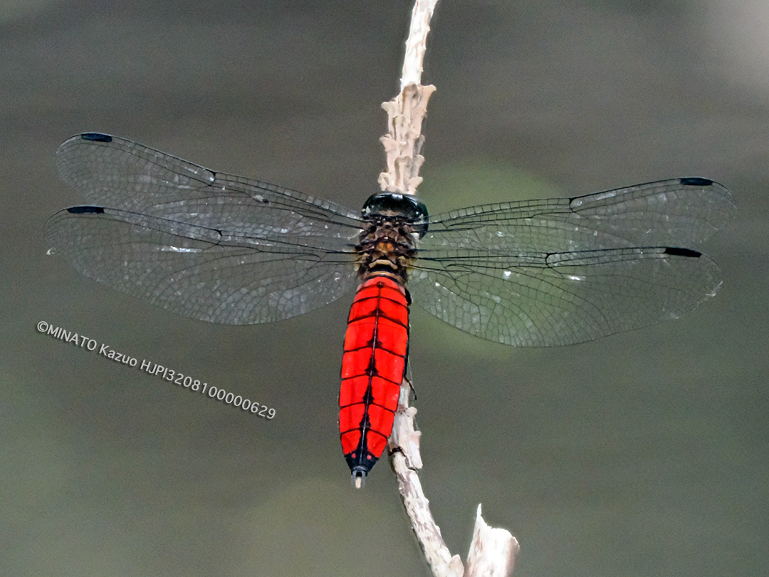 オオハラビロトンボ雄