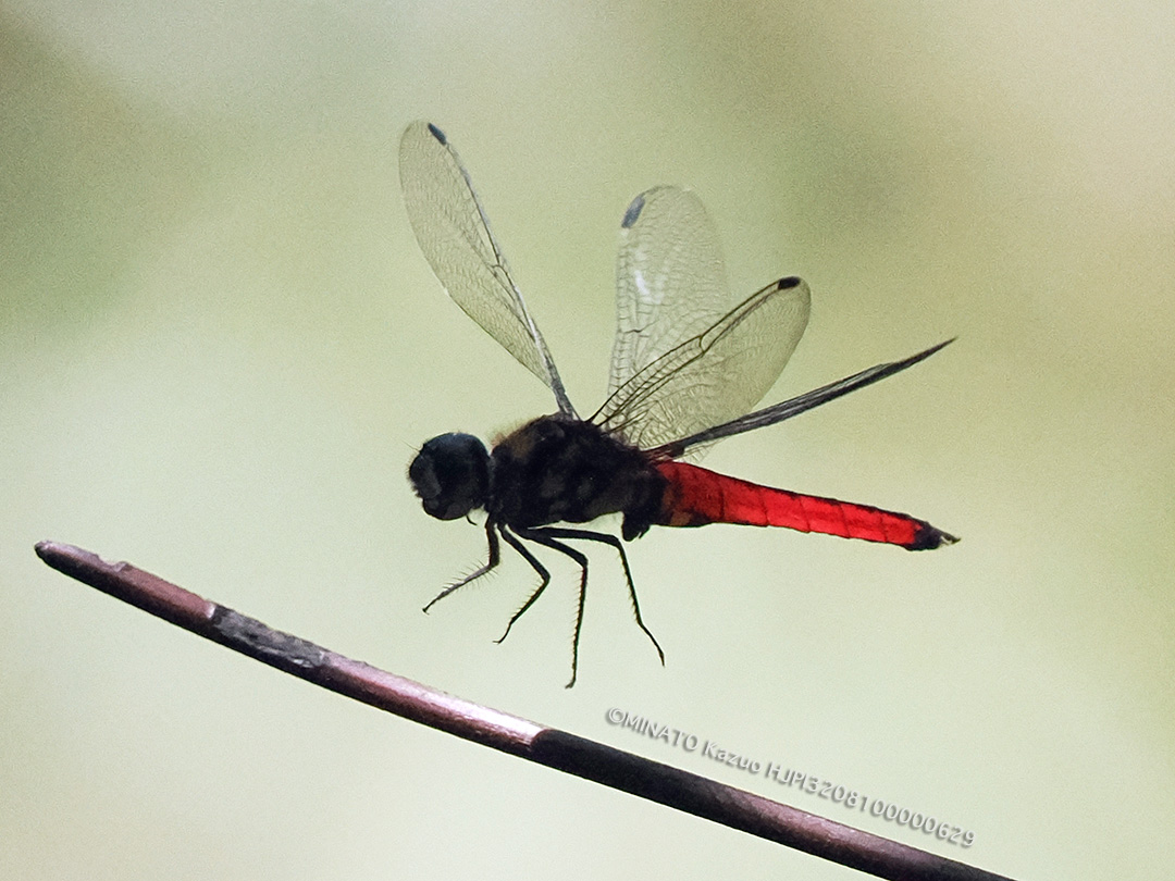 オオハラビロトンボ雄