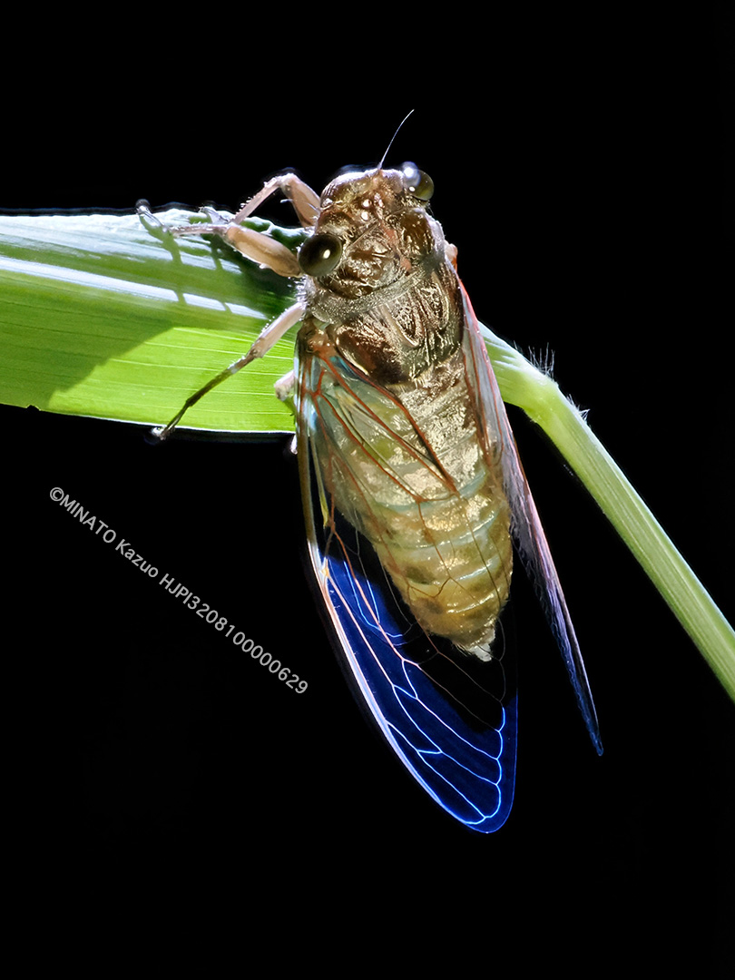 オオシマゼミ羽化