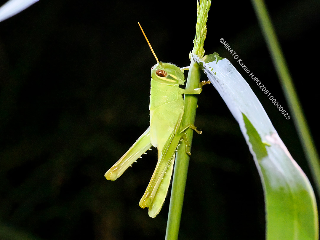 ツチイナゴ幼虫