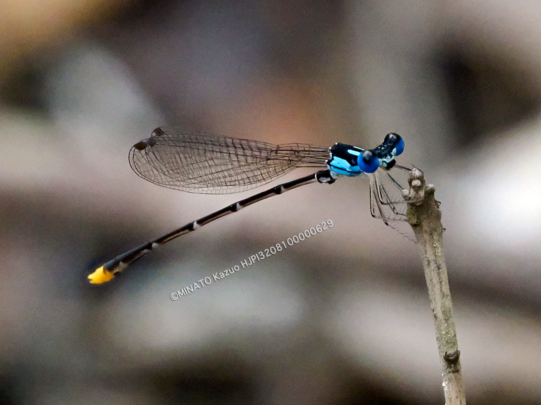 リュウキュウルリモントンボ雄