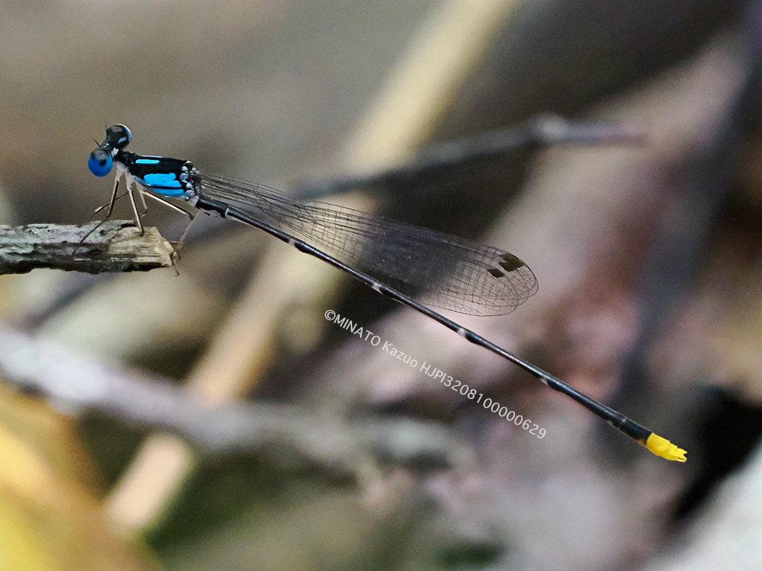 リュウキュウルリモントンボ雄