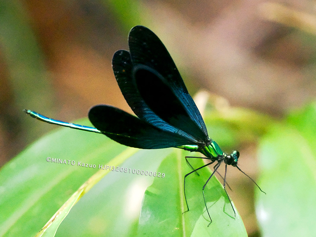 リュウキュウハグロトンボ雄