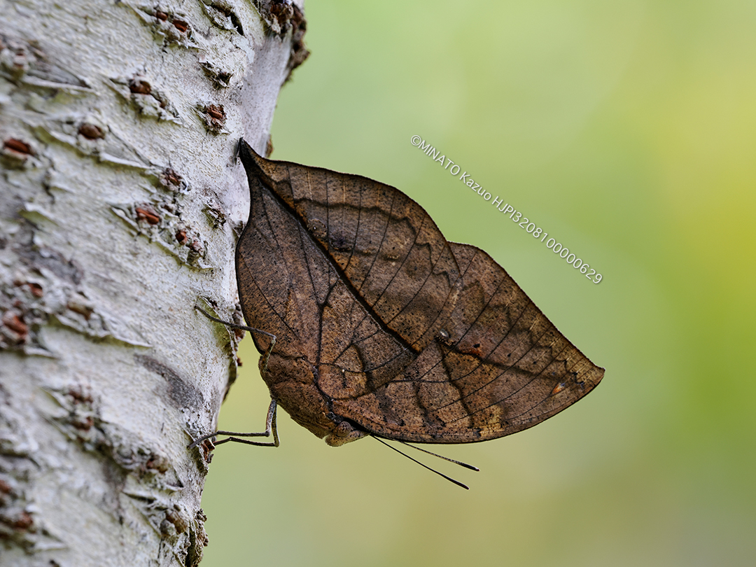 コノハチョウ（ノートリミング）