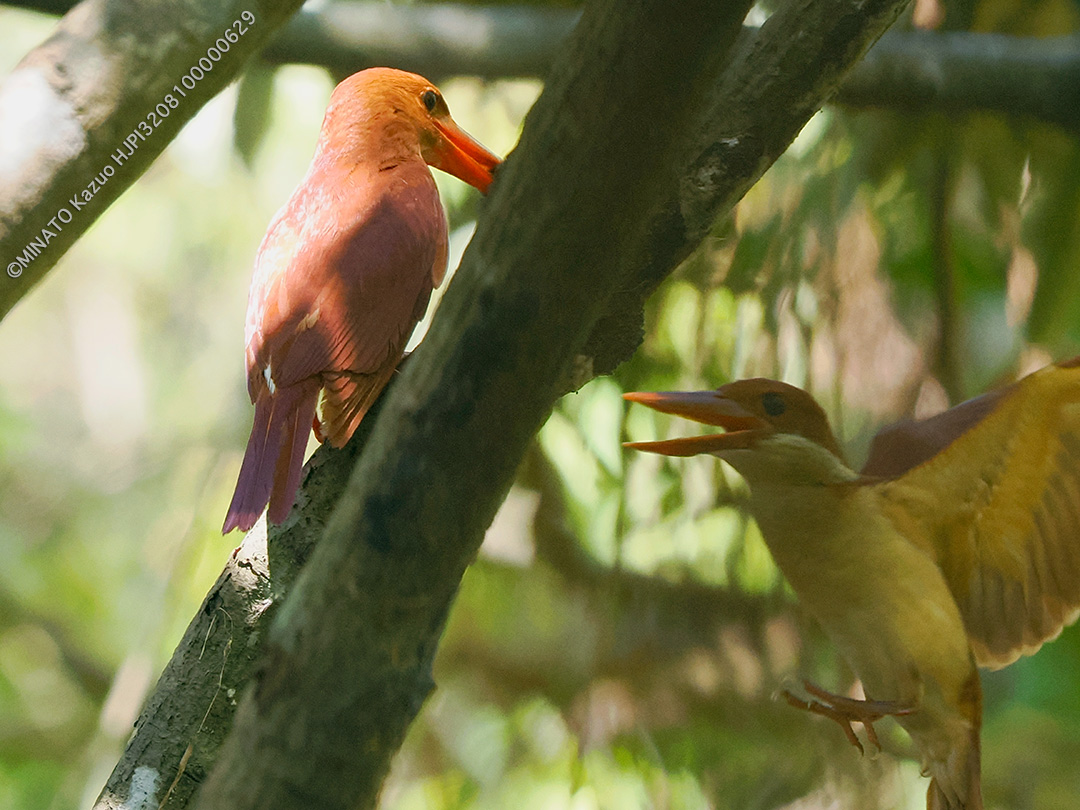 リュウキュウアカショウビン