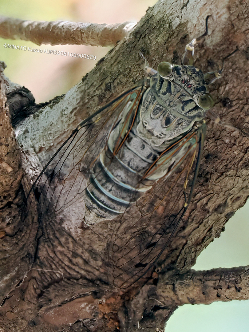 クロイワツクツク鳴く