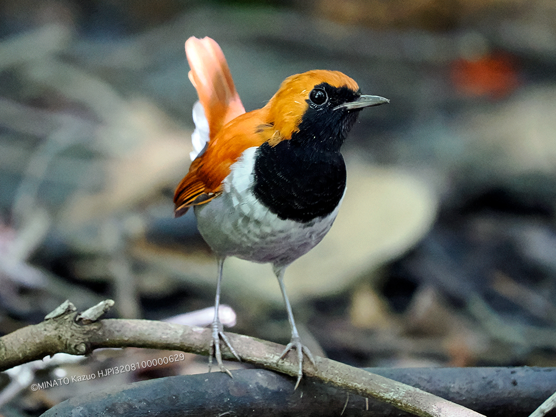 ホントウアカヒゲ雄