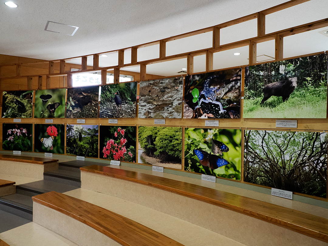 ヤンバルクイナの日